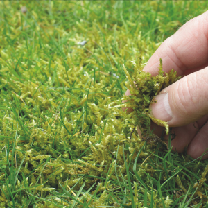 View Feed & Moss Killer